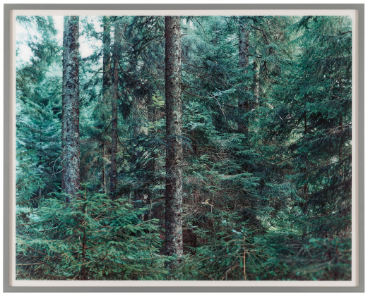 “Paradise 20 (Bayrischer Wald)”
