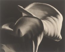 Horst P. Horst (d.i. Horst Paul Albert Bohrmann). Calla Aethiopica. 1945