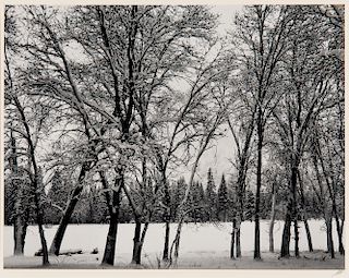 Ansel Adams (American, 1902-1984) Young Oaks, Winter