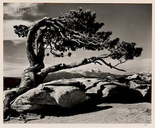 Ansel Adams (American, 1902-1984) Jeffrey Pine, Sentinel Dome