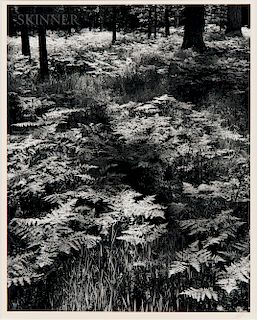 Ansel Adams (American, 1902-1984) Ferns, Valley Floor