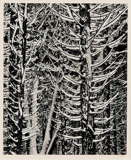 Ansel Adams (American, 1902-1984) Forest Detail, Winter