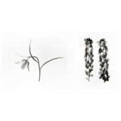 Karl Blossfeldt (1865 Schielo – Berlin 1932)