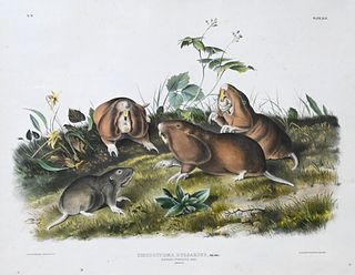 John James Audubon (American 1785-1851)