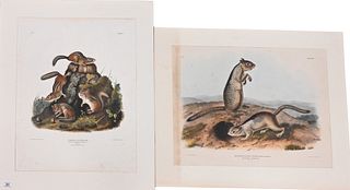 Two: John James Audubon (American 1785-1851)